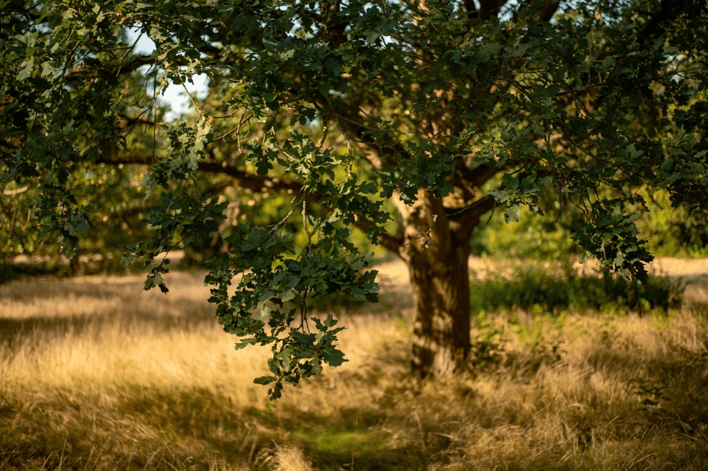 Combien de stère dans un arbre ?