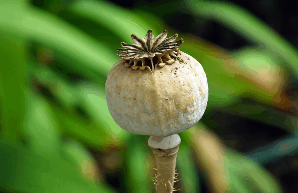 Comment faire la distinction entre le pavot et le coquelicot ?