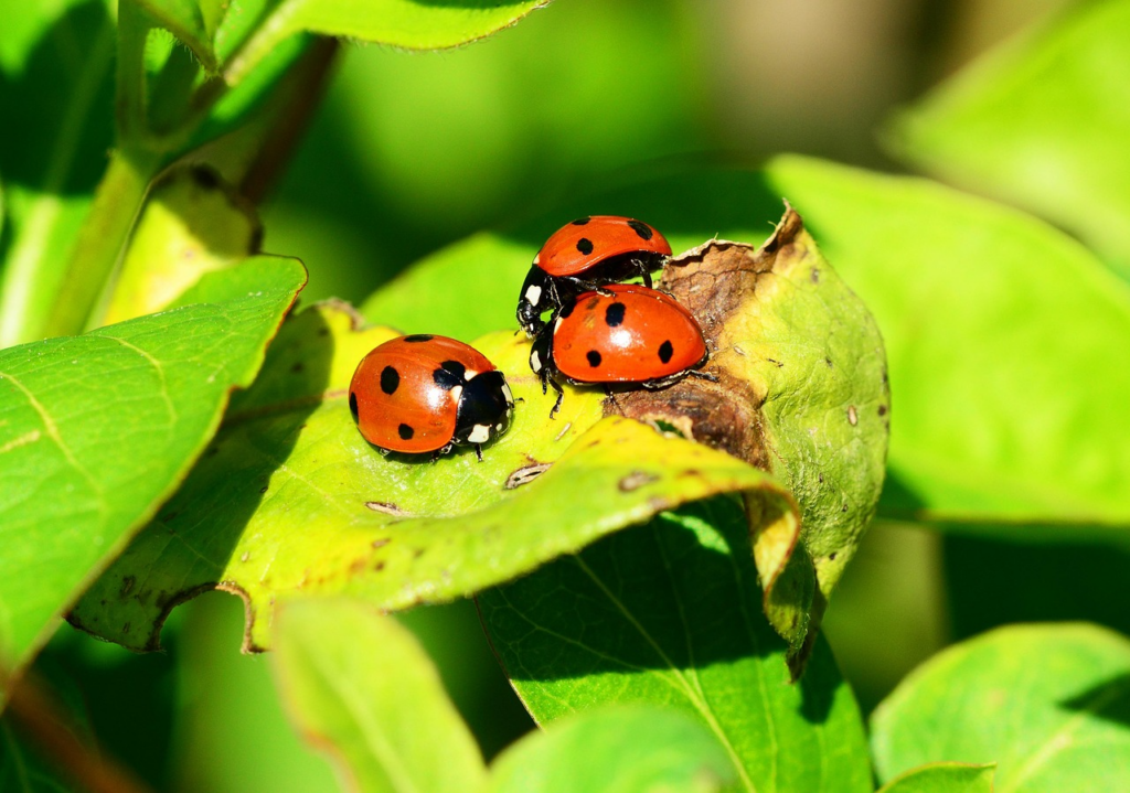 Signification Coccinelle dans la Maison