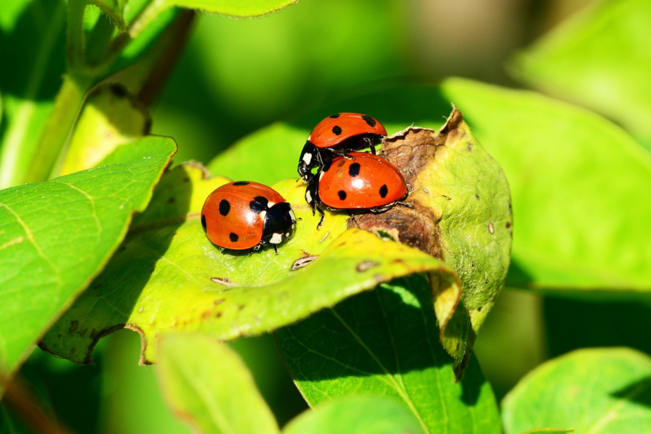 Signification Coccinelle dans la Maison