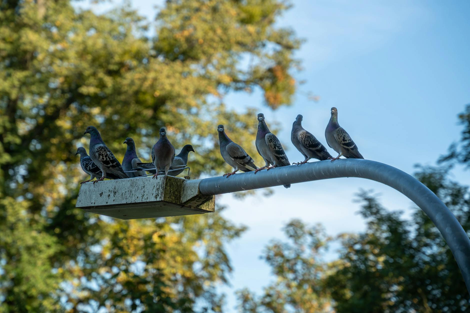 Signification nid de pigeons sur le balcon Signification nid de pigeons sur le balcon