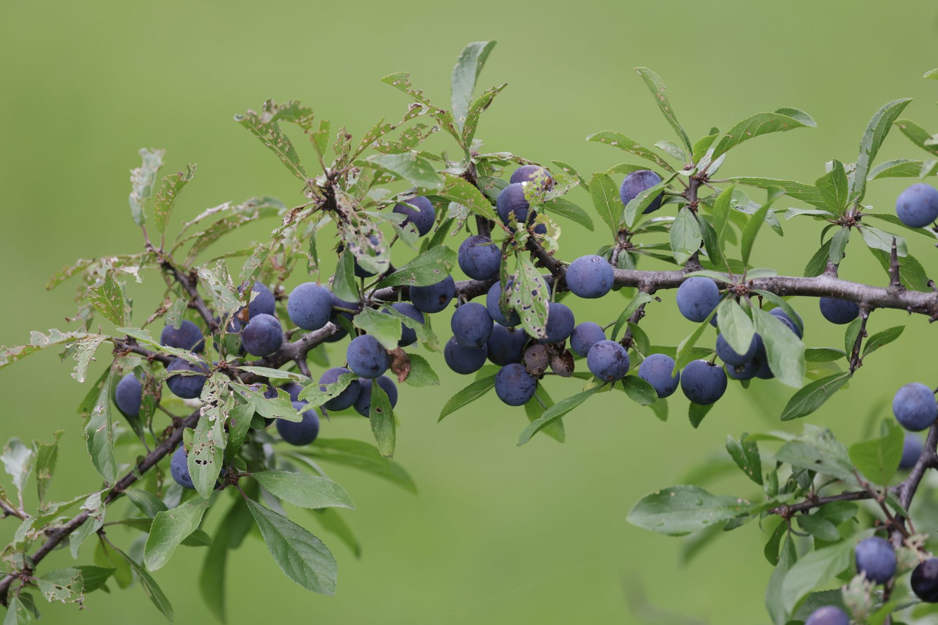prunelle sauvage toxique