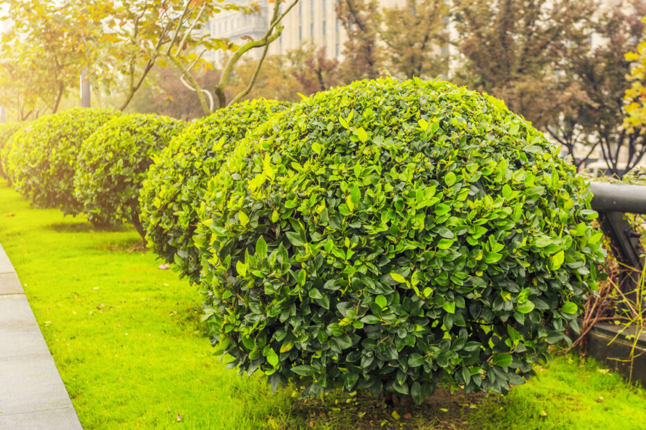 Quels arbustes persistants choisir pour un petit jardin ?